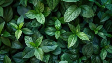 Poster - Plants with green foliage in the workplace garden