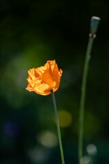 Sticker - Shining orange poppy on dark green nature background, single flower