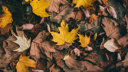 Wall Mural - autumn leaves background