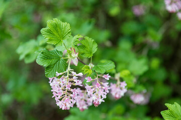 Wall Mural - Ribes nevadense (sometimes spelled R. nevadaense) is a species of currant known by the common names Sierra currant and mountain pink currant.