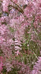 Wall Mural - Beautiful pink flowers of Tamarix parviflora sway in the wind. smallflower tamarisk. Spring bloom.