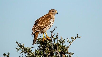 Wall Mural - Hawk Perched on a Branch Against a Blue Sky