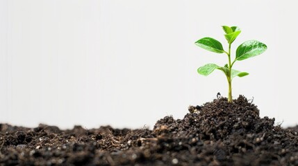 Poster - New life symbolized by plant emerging from soil on white background