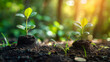 © khonkangrua - Close-up of young green plants growing in soil with sunlight, symbolizing growth, nature, and new beginnings.