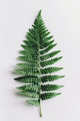 Poster - A single green fern leaf sits on a white surface, showcasing its delicate features