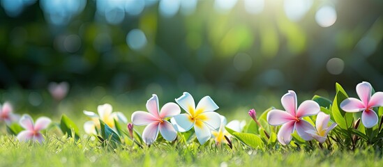 Aufkleber - frangipani flowers fall on the green grass. Creative banner. Copyspace image