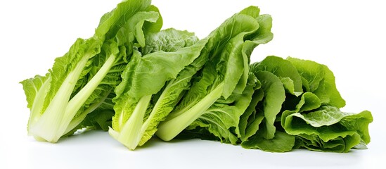 Poster - fresh lettuce leaves isolated on white. Creative banner. Copyspace image