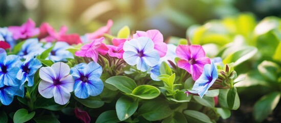 Poster - Beautiful colorful vinca flower blooming in the garden. Creative banner. Copyspace image