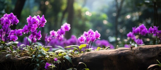 Aufkleber - Early Purple Orchids in the forest. Creative banner. Copyspace image