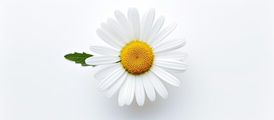 Aufkleber - One white daisy flower isolated on white background Flat lay top view Floral pattern object. Creative banner. Copyspace image