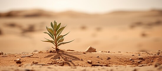 Poster - Desert plant texture. Creative banner. Copyspace image