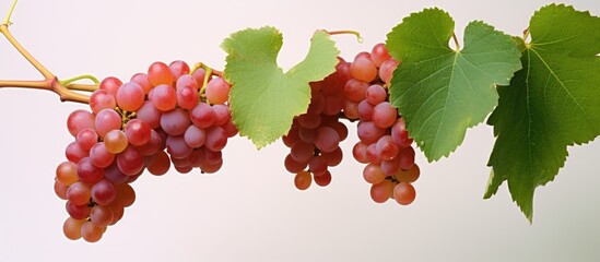 Aufkleber - Red Grapes with Green Leaves on the Vine. Creative banner. Copyspace image