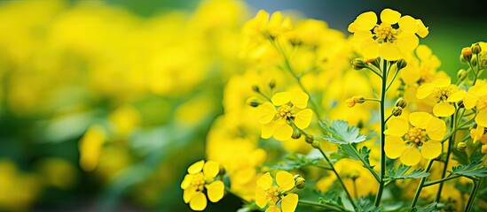 Poster - mustard flower in the garden. Creative banner. Copyspace image