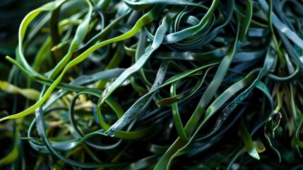 Wall Mural - Close-up of a seaweed bundle, intricate textures and deep green color, soft natural light, fresh and oceanic. 