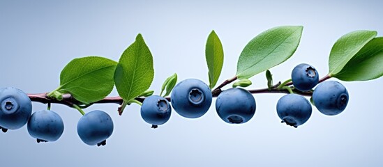 Poster - blueberries on a branch. Creative banner. Copyspace image