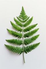 Poster - A single green fern leaf sits on a clean white surface, ideal for use in nature-inspired designs or as a symbol of freshness