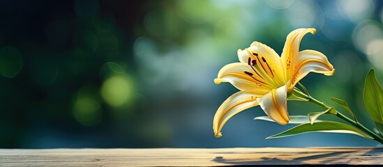 Wall Mural - leaves from a lily a beautiful yellow lily a flower lies on a table in the summer a flower called lily. Creative banner. Copyspace image