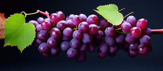 Poster - Juicy korean grapes. Creative banner. Copyspace image