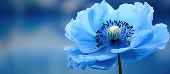 Aufkleber - Close up of a beautiful Blue Poppy Lingholm flower. Creative banner. Copyspace image