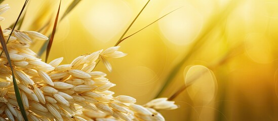 Aufkleber - Rice seeds and rice plants in farm. Creative banner. Copyspace image