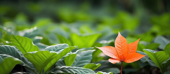 Aufkleber - A foliage orange plants leaves with its beautiful leaf in a nursery garden stock photo. Creative banner. Copyspace image