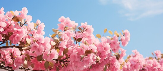 Poster - Bougainvillea is a shrub with pink leaves and small white flowers against a blue sky. Creative banner. Copyspace image