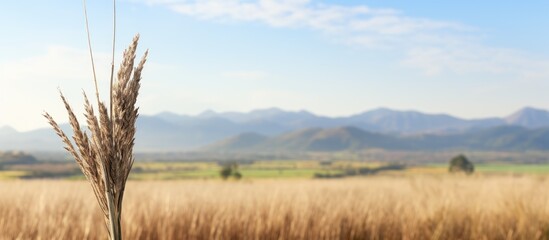 Poster - Tip of a cane grass with colorful countryside background. Creative banner. Copyspace image