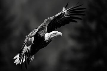 Poster - A black and white photograph of an eagle soaring through the air