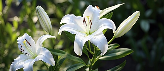 Poster - A flower with a white petal It s called the lily This plant fits on the terrace because it can t be directly exposed to sunlight. Creative banner. Copyspace image