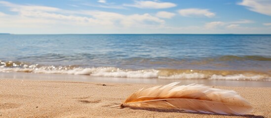 Poster - Golden yellow sandy beach texture background of sand with feather in view Baltic sea shore cost seaside Closeup of ground Vacation holiday natural nature Sand with some details in it. Creative banner