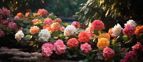 Poster - Hanuman flowers are naturally beautiful in the garden. Creative banner. Copyspace image