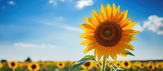 Poster - sunflower in a field of sunflowers on a sunny summer day. Creative banner. Copyspace image