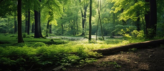 Wall Mural - Green grass and trees in a forest. Creative banner. Copyspace image