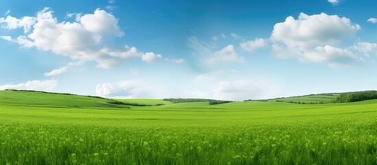 Poster - Green grass in a farm field. Creative banner. Copyspace image