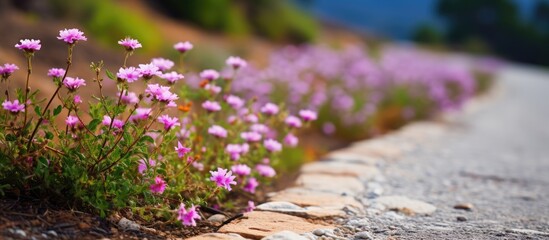 Wall Mural - a close up of small wildflowers blooming on the street. Creative banner. Copyspace image