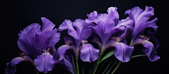 Poster - Iris flowers on a black background. Creative banner. Copyspace image
