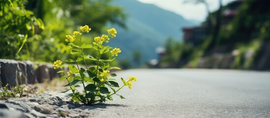 Poster - A decorative plant on a mountain road is green combination of yellow and plus an endearing yellow spot. Creative banner. Copyspace image