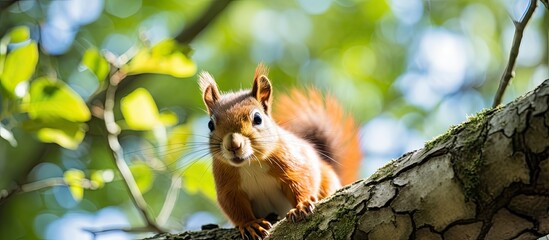 Poster - Portrait of a funny furry squirrel sitting on a tree focus selective. Creative banner. Copyspace image