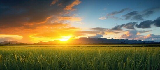 Poster - Sunset and the evening view of paddy field. Creative banner. Copyspace image