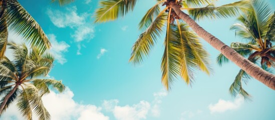 Poster - Summer background Coconut trees view from below Tropical photo background. Creative banner. Copyspace image