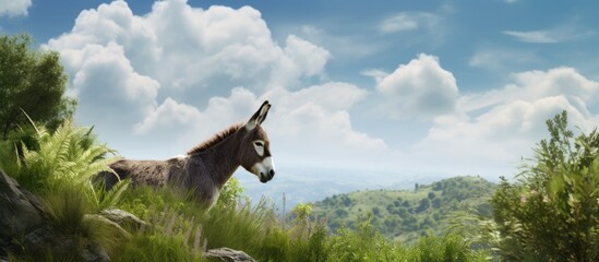 Wall Mural - a nice donkey in the nature. Creative banner. Copyspace image
