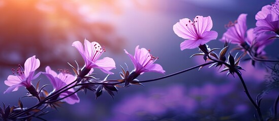 Wall Mural - purple flowers in the afternoon. Creative banner. Copyspace image
