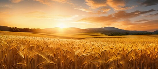Poster - field of soybeans and wheat before sunset. Creative banner. Copyspace image