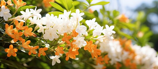 Aufkleber - Murraya paniculata flowers in the garden orange jasmine. Creative banner. Copyspace image