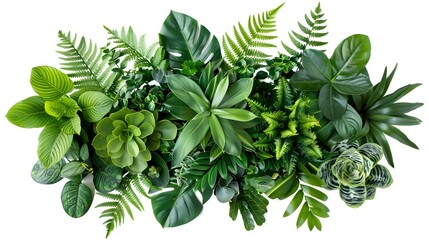 Lush Green Leaves in Layered Arrangement with Bright Lighting Against White Background