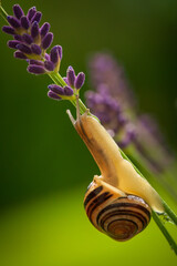 Wall Mural - lavender blossom and a snail at a summer day in the garden