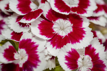 Sticker - Bearded star - white flowers with a red border.