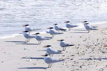 Wall Mural - Seagull on a sandy shore