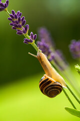 Wall Mural - lavender blossom and a snail at a summer day in the garden