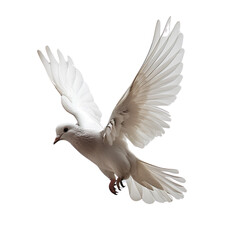 Canvas Print - A serene dove in mid-air, symbolizing peace and freedom, isolated on a transparent background